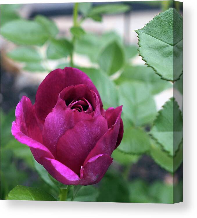Purple Canvas Print featuring the photograph April Flowers 3 by C Winslow Shafer