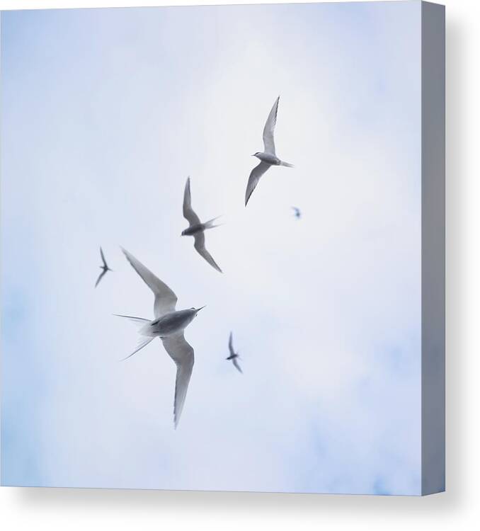 Directly Below Canvas Print featuring the photograph Arctic Sterns Flying In Cloudy Sky by Aurelie And Morgan David De Lossy