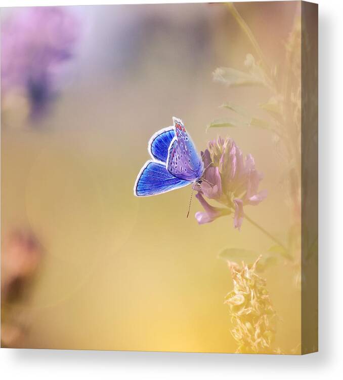 Butterfly Canvas Print featuring the photograph Around The Meadow 4 by Jaroslav Buna