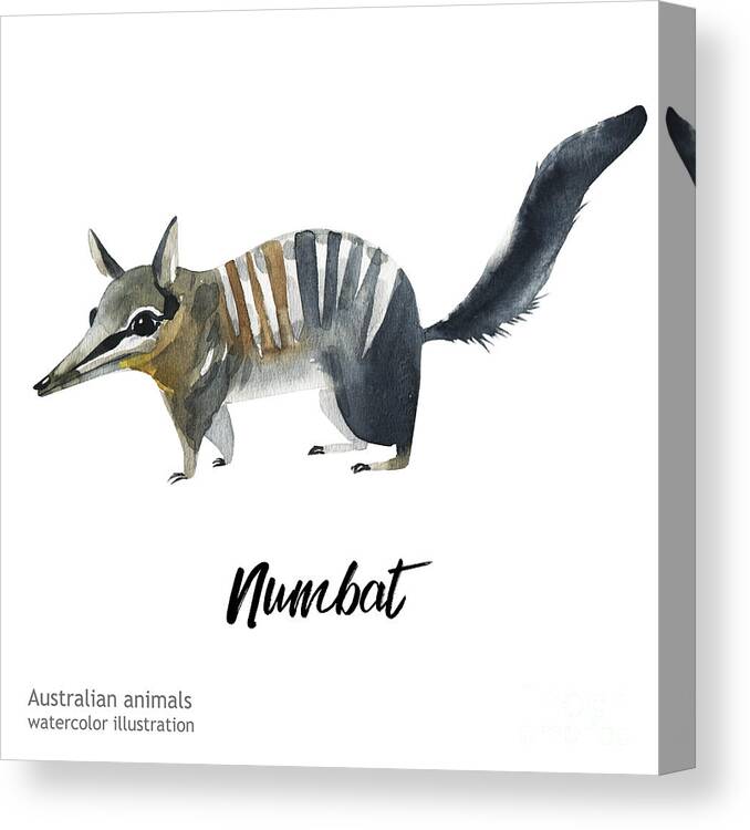 Australian Animals Watercolor Canvas Print / Canvas Art by Kat branches -  Pixels Merch