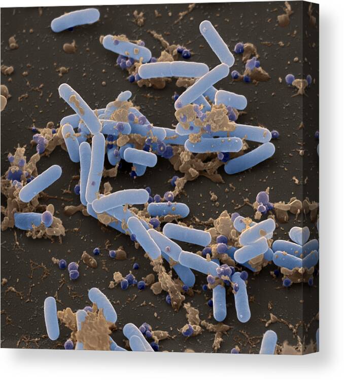 Antibiotic Canvas Print featuring the photograph Bacillus Pumilus Sem by Oliver Meckes EYE OF SCIENCE
