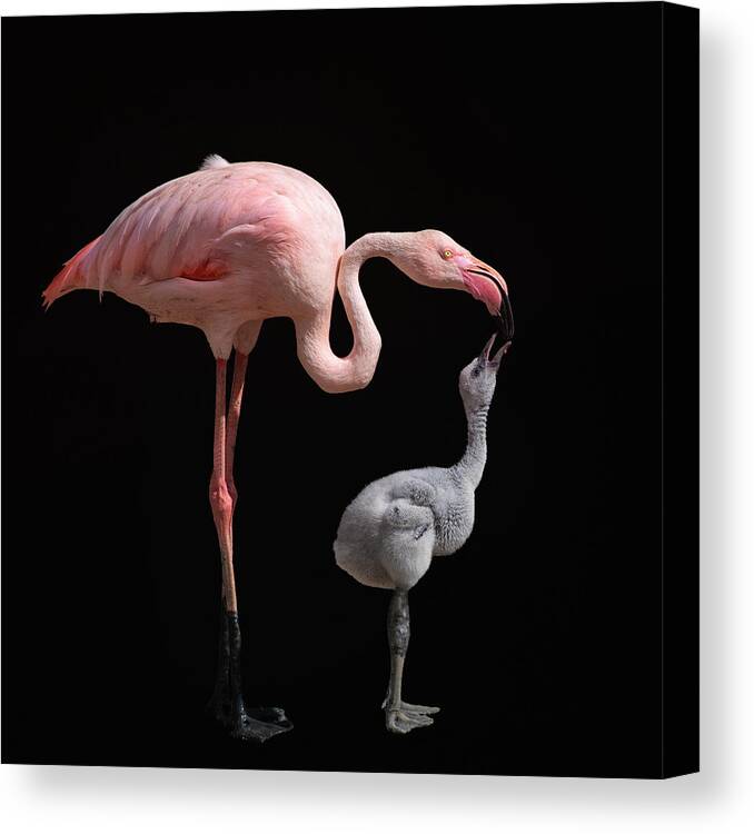 Flamingo Canvas Print featuring the photograph Become Pink by Mathilde Guillemot