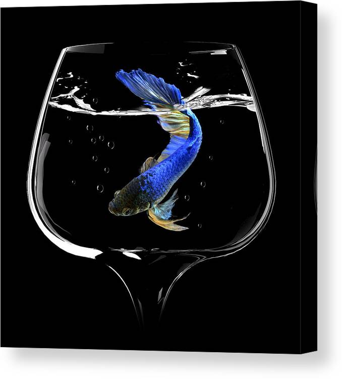 Dark Canvas Print featuring the photograph Betta Fish Dance by Antonyus Bunjamin (abe)