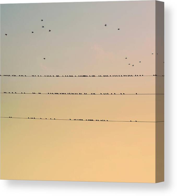 Animal Themes Canvas Print featuring the photograph Birds by Am2photo
