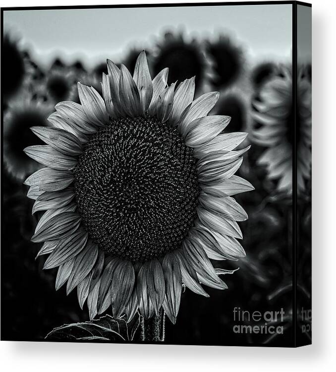 2019 Canvas Print featuring the photograph Black and white closeup of a sunflower in a field at dusk by Phillip Rubino