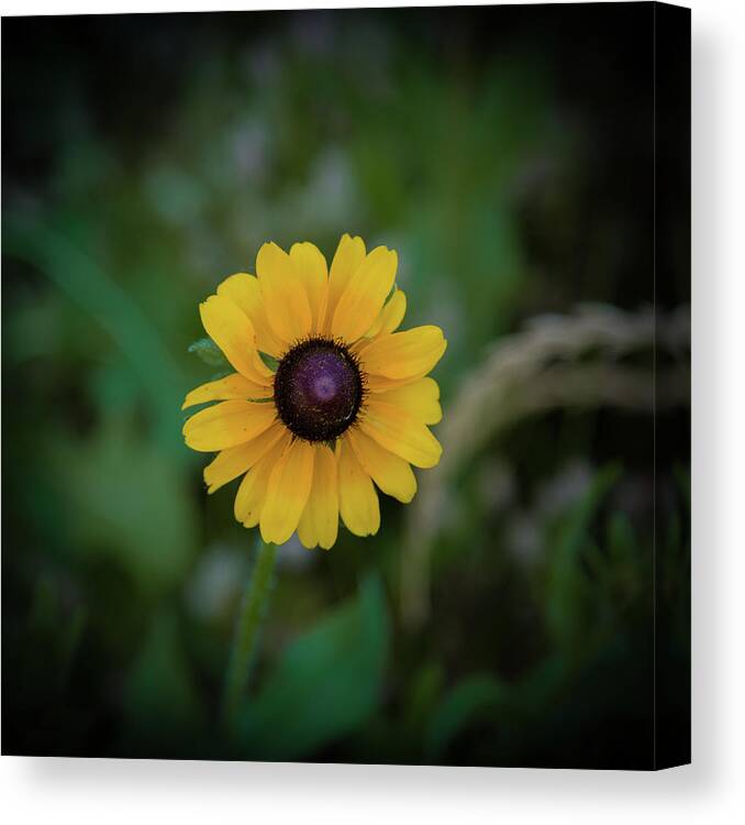 Black-eyed Susan Canvas Print featuring the photograph Black-eyed Susan Close-Up by Lora J Wilson