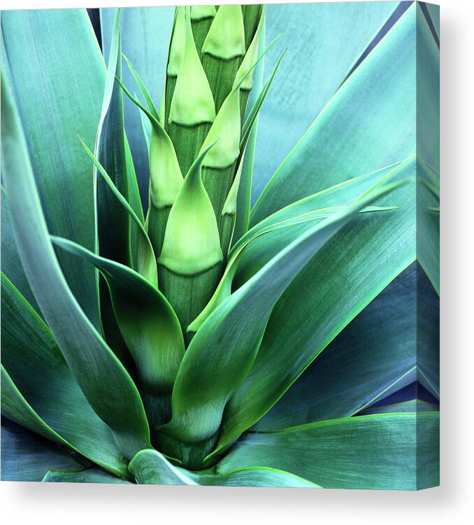 Agave Canvas Print featuring the photograph Blue Agave by Oleg Moiseyenko