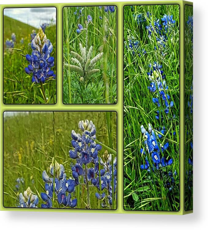 State Flower Of Texas Canvas Print featuring the digital art Blue Lupines Are Texan Bluebonnets by Pamela Smale Williams