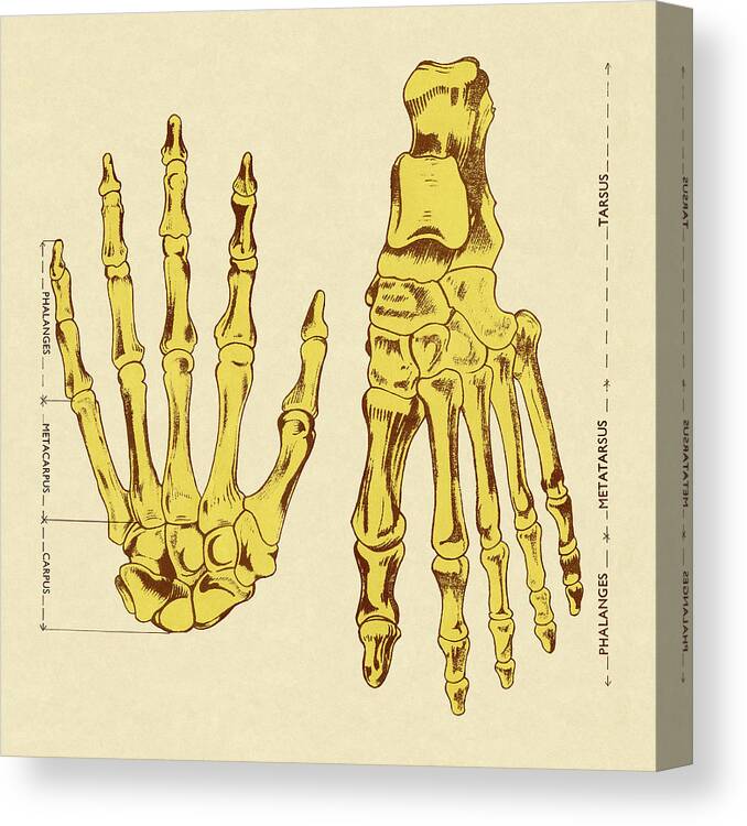 Bone Canvas Print featuring the drawing Bones of Hands and Foot by CSA Images
