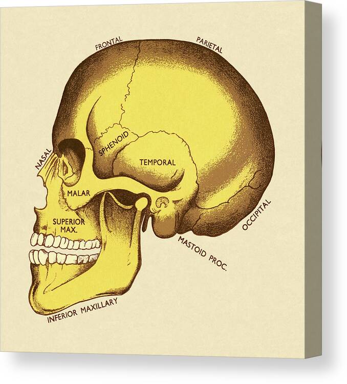 Bone Canvas Print featuring the drawing Bones of Human Skull by CSA Images