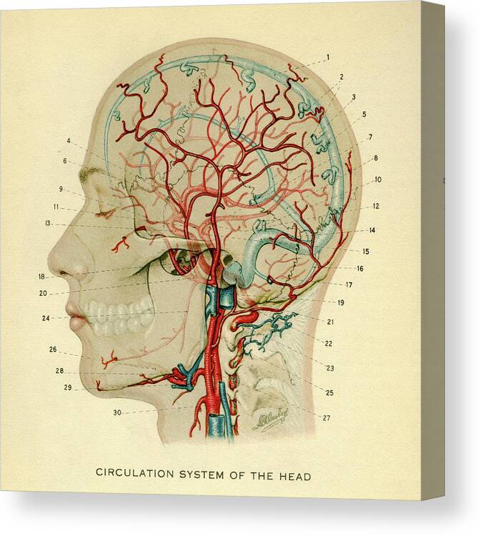 Anatomy Charts Canvas Print featuring the digital art Brain_head 032.1 by Print Collection