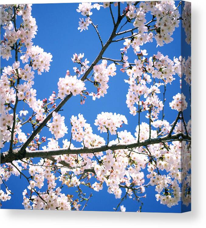 Clear Sky Canvas Print featuring the photograph Bright Cherry Tree by Ooyoo