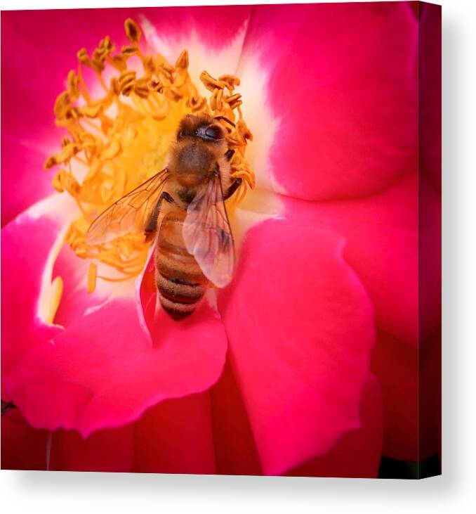 Susan Rydberg Canvas Print featuring the photograph Brilliant Bee by Susan Rydberg
