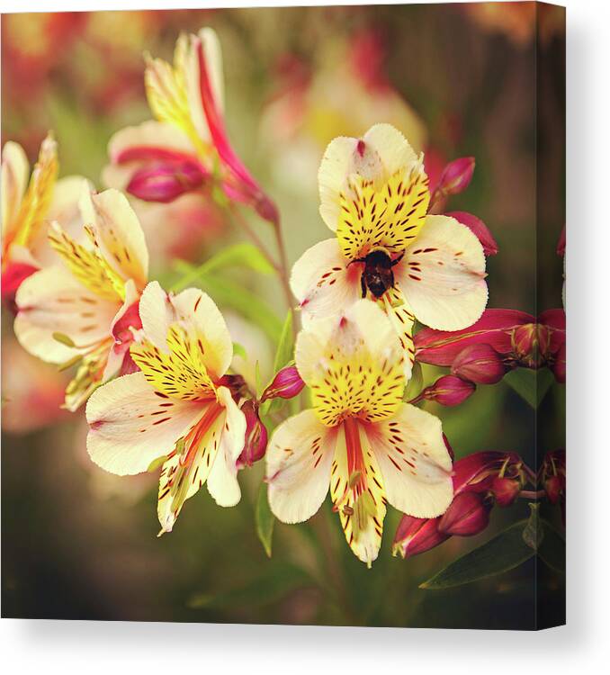 Photography Canvas Print featuring the photograph Busy Bee by Lance Kuehne