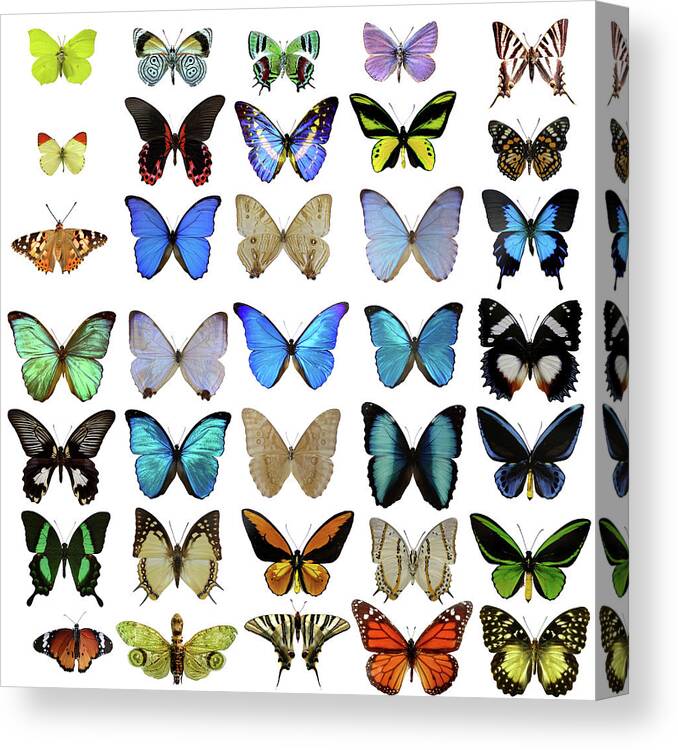 White Background Canvas Print featuring the photograph Butterflies On White by Imv