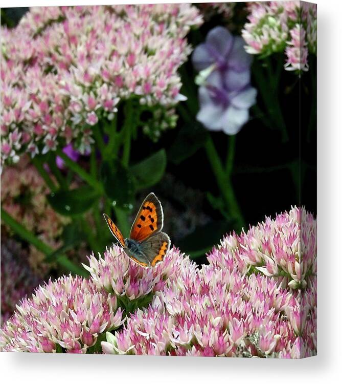 Butterfly Canvas Print featuring the photograph Butterfly Alighted by Catherine Arcolio