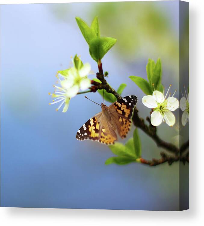 Flowerbed Canvas Print featuring the photograph Butterfly On Flowering Tree Branch by O-che