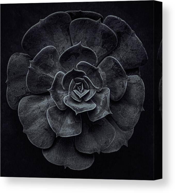 #botanical Canvas Print featuring the photograph Cactus Flower by Inge Schuster