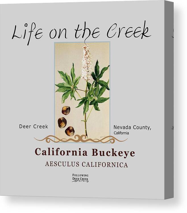 Aesculus Californica Canvas Print featuring the digital art California Buckeye by Lisa Redfern
