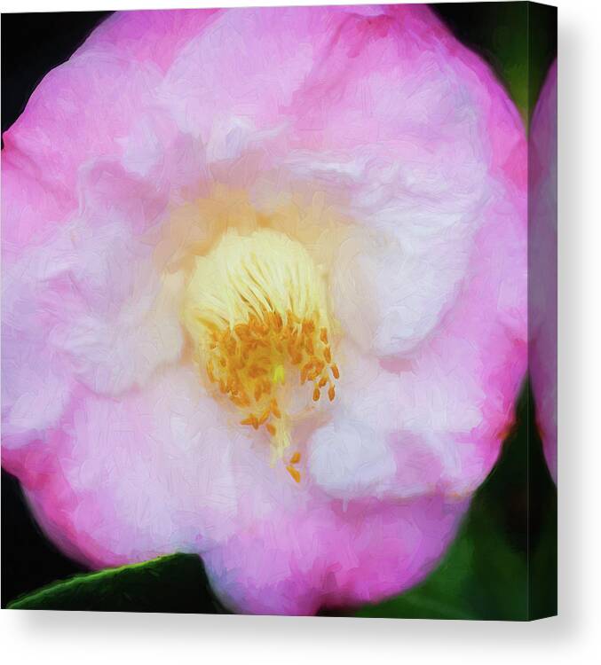 Camellia Canvas Print featuring the photograph Camellias Japonica 123 by Rich Franco