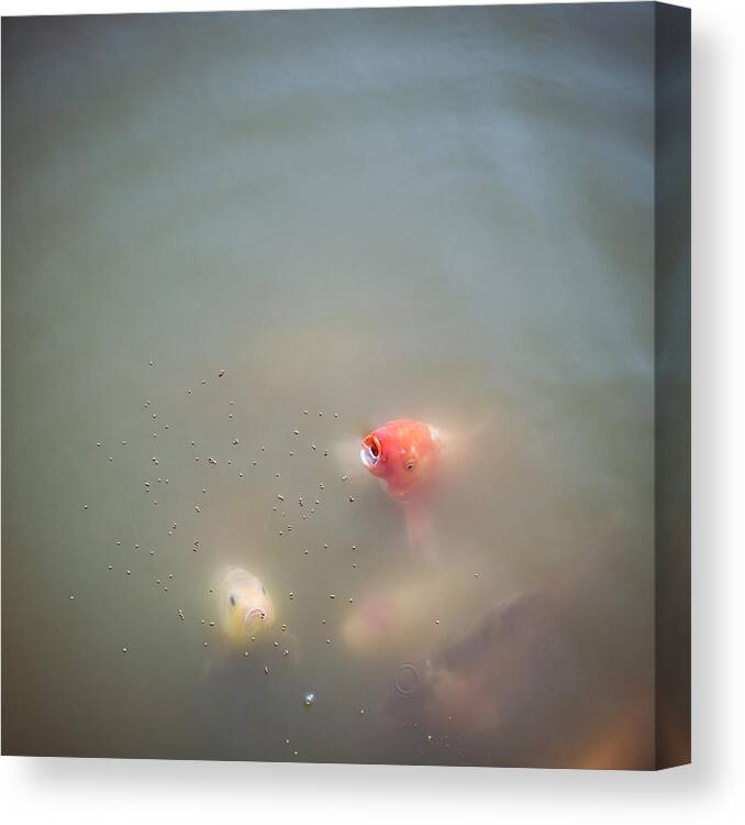 Chinese Culture Canvas Print featuring the photograph Carp Feeding by Georgeclerk