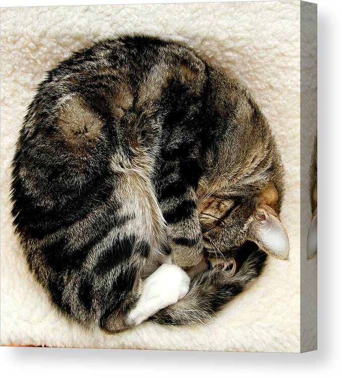 Pets Canvas Print featuring the photograph Cat Sleeping Curled Into Ball by Kerry M. Halasz