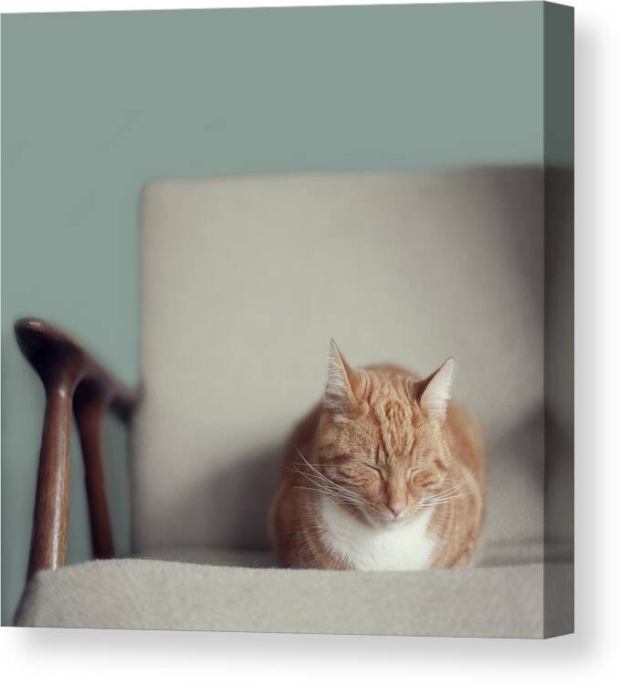 Pets Canvas Print featuring the photograph Cat Sleeping On Comfy Creme Chair by Paula Daniëlse