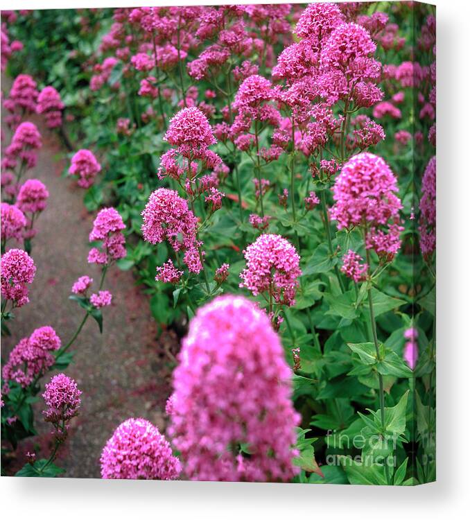 Valerian Canvas Print featuring the photograph Centranthus Ruber. by Maxine Adcock/science Photo Library