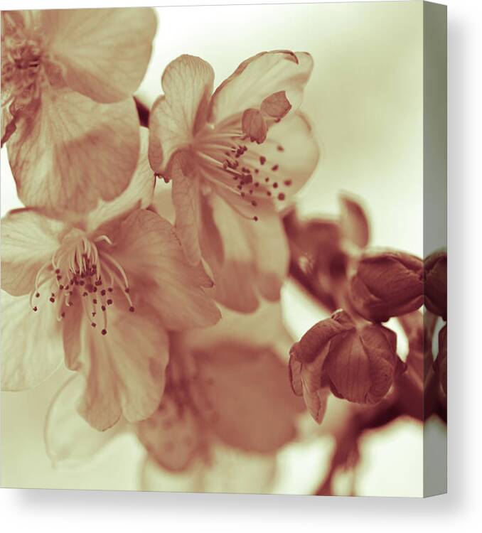Bud Canvas Print featuring the photograph Cherry Blossom, Flowers And Buds by Margarita Komine