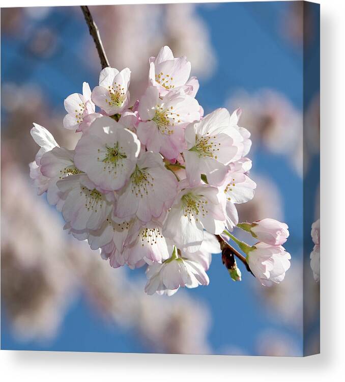 Season Canvas Print featuring the photograph Cherry Blossoms by Pkline