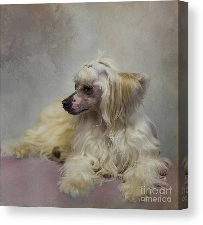 Chinese Crested Dog Canvas Print featuring the photograph Chinese Crested Dog Powderpuff-2 by Eva Lechner