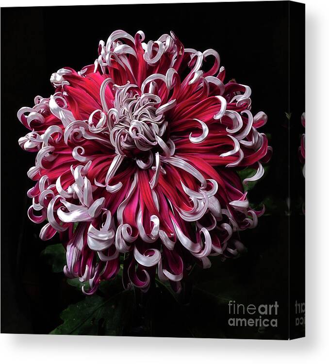 Flower Canvas Print featuring the photograph Chrysanthemum 'Lilli Gallon' by Ann Jacobson