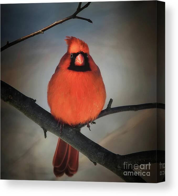 Cardinal Canvas Print featuring the photograph Close Encounter On A Blustery Day by Lois Bryan