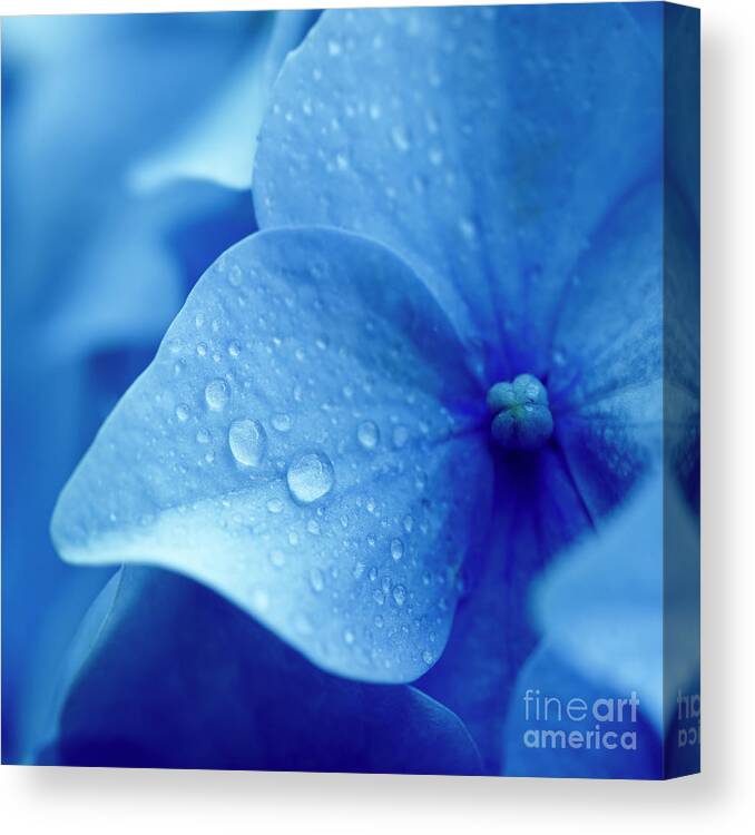 Flowerbed Canvas Print featuring the photograph Close Up Of Blue Hydrangea Flower by Temmuzcan