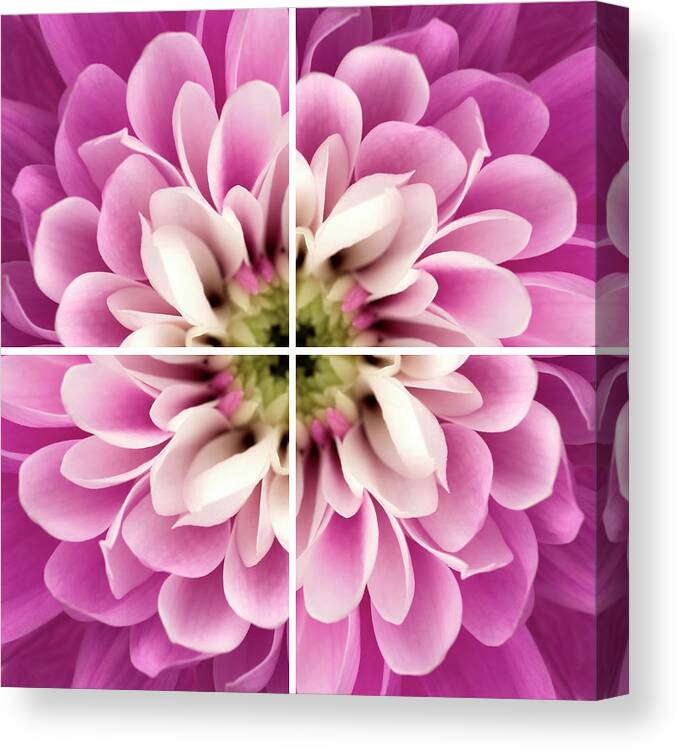 Close Up Of Pink Flower Quad Canvas Print featuring the photograph Close Up Of Pink Flower Quad by Tom Quartermaine