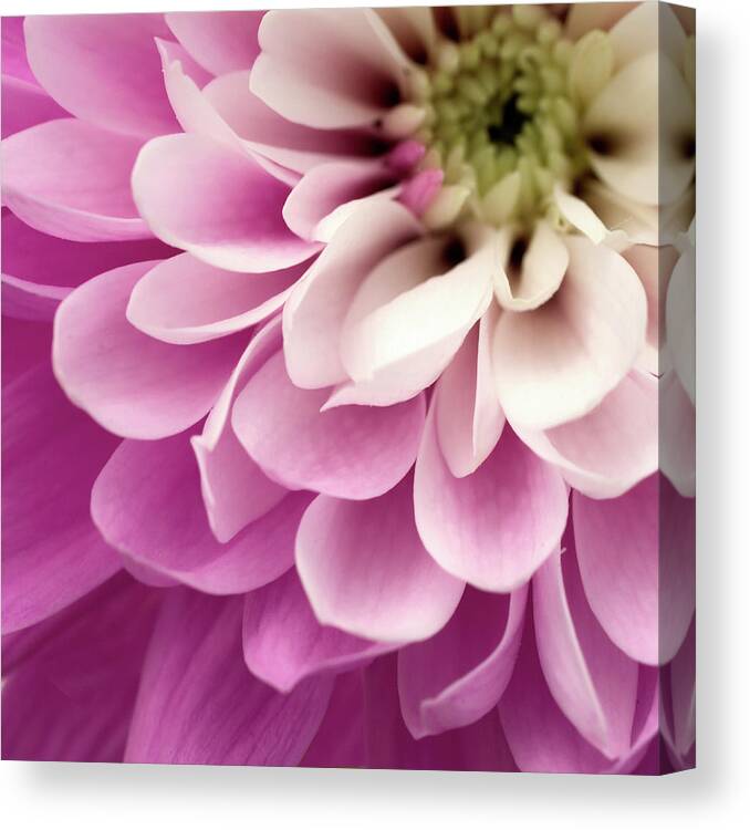 Close Up Of Pink Flower Canvas Print featuring the photograph Close Up Of Pink Flower by Tom Quartermaine