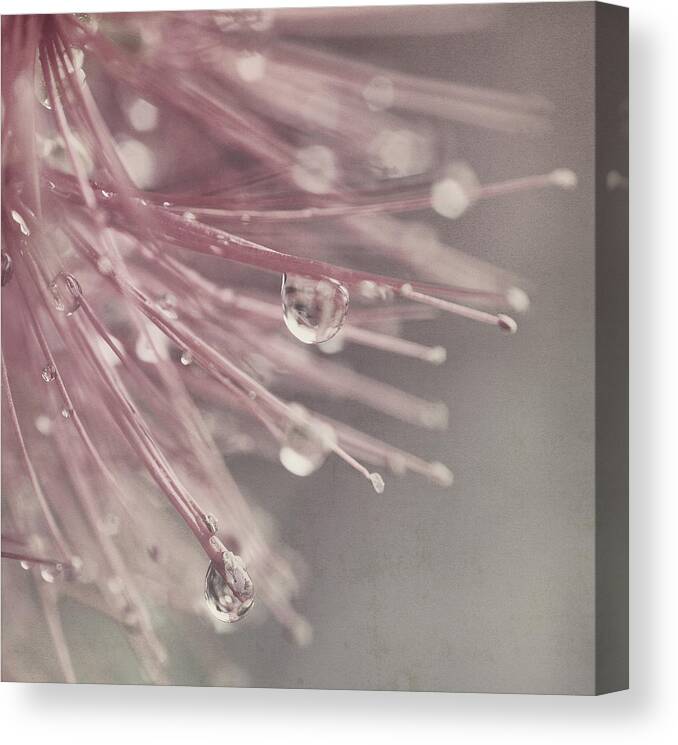 Oberhausen Canvas Print featuring the photograph Close Up Of Water Drops On Flower by Silvia Otten-nattkamp Photography