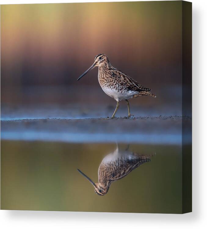 Common Snipe Canvas Print featuring the photograph Common Snipe With Reflection And Colorful Background by Magnus Renmyr