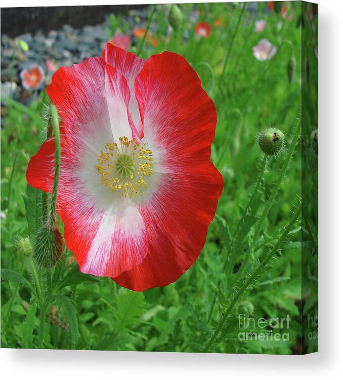 Papaver Rhoeas Canvas Print featuring the photograph Corn Poppy 20 by Amy E Fraser