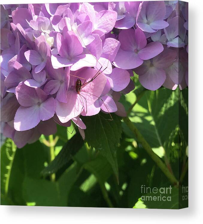 Harvestmen Canvas Print featuring the photograph Daddy Longlegs on Hydrangea by Amy E Fraser