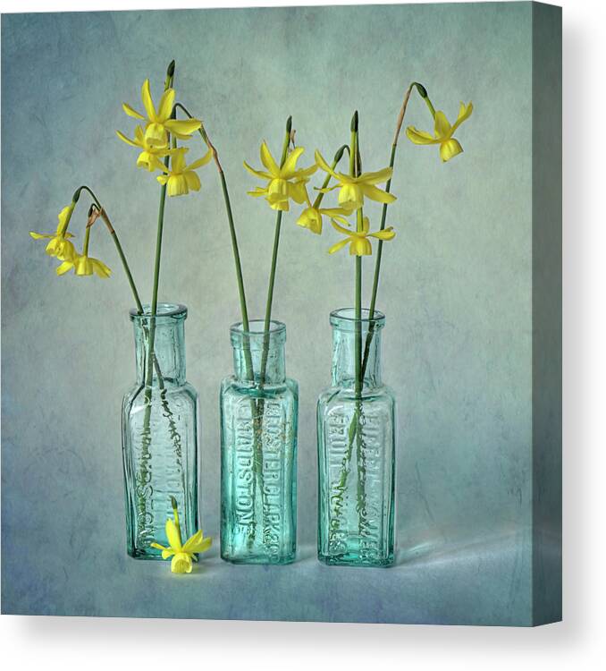 Buckinghamshire Canvas Print featuring the photograph Daffodils In Three Glass Bottles by Jacky Parker Photography