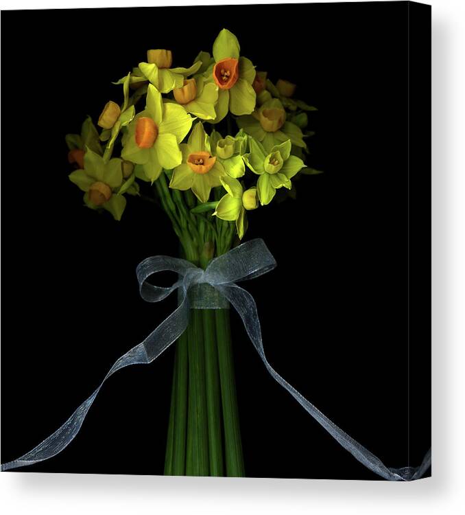 Black Background Canvas Print featuring the photograph Daffodils by Photograph By Magda Indigo