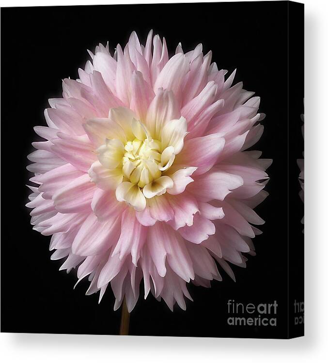 Flower Canvas Print featuring the photograph Dahlia 'Chilson's Pride' by Ann Jacobson