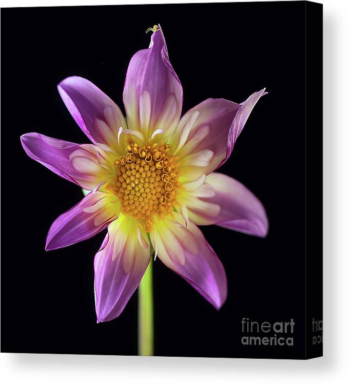 Flower Canvas Print featuring the photograph Dahlia 'Fancy Pants' by Ann Jacobson