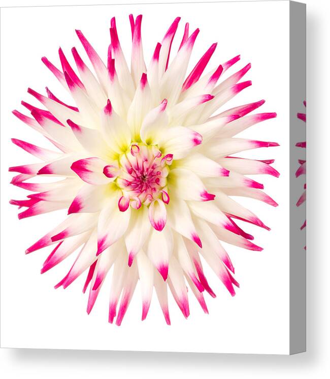 White Background Canvas Print featuring the photograph Dahlia by Vidok