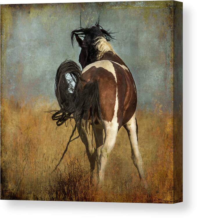 Horse Canvas Print featuring the photograph Dance by Mary Hone