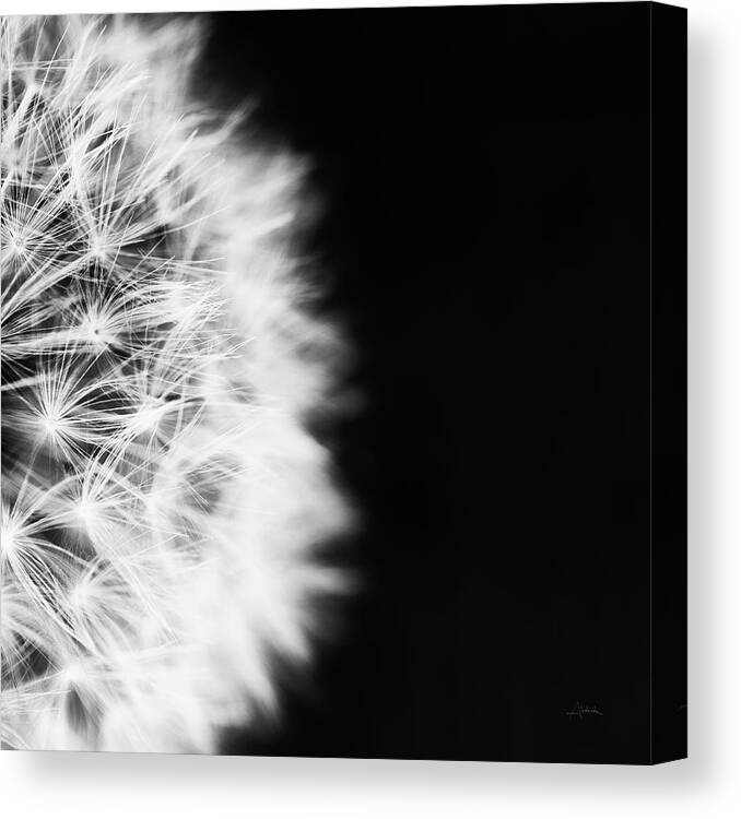 Black And White Canvas Print featuring the painting Dandelion On Black II by Aledanda
