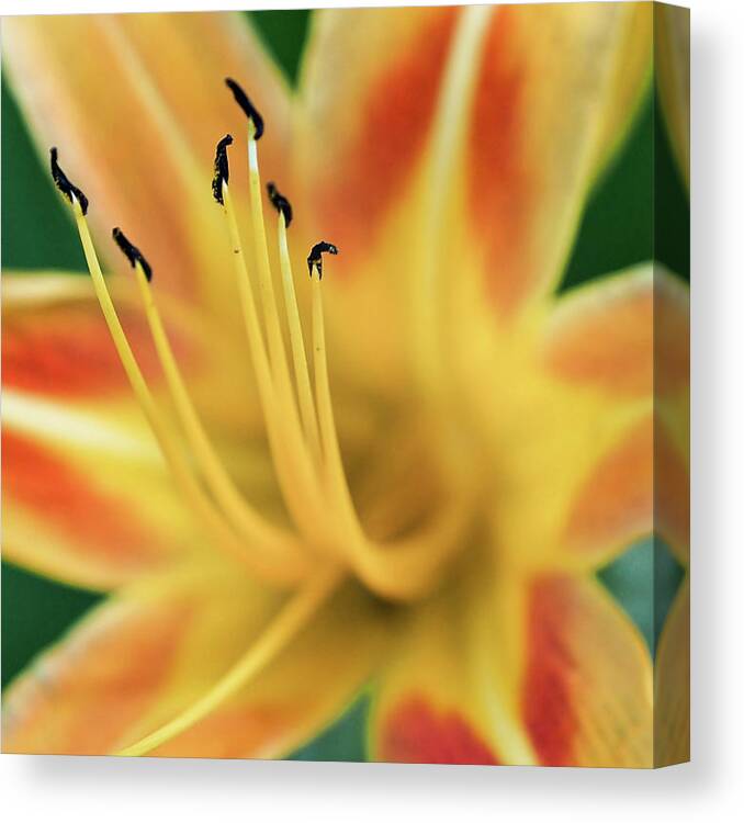 Lily Canvas Print featuring the photograph Day Lily by Jerry Connally