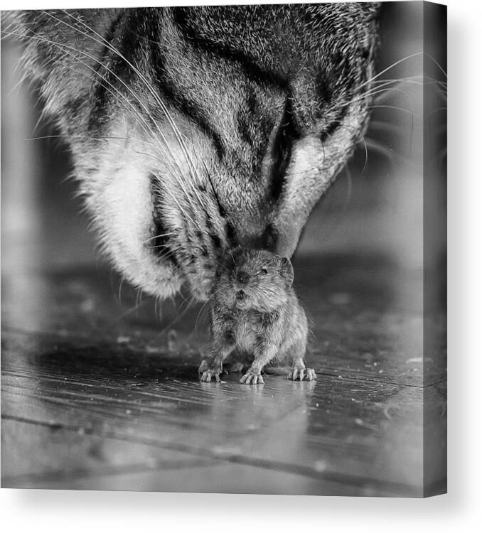 Cat Canvas Print featuring the photograph Deadly Games ... by Frank Hinsberger