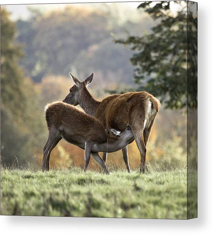 Grass Canvas Print featuring the photograph Deer Suckeling by Blackcatphotos